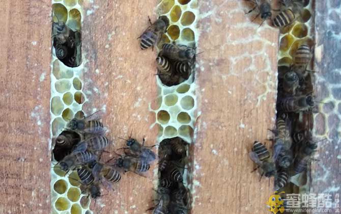 我国养有多少群中蜂？