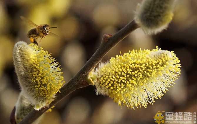 蜜蜂为什么不蜇养蜂人？(图4)