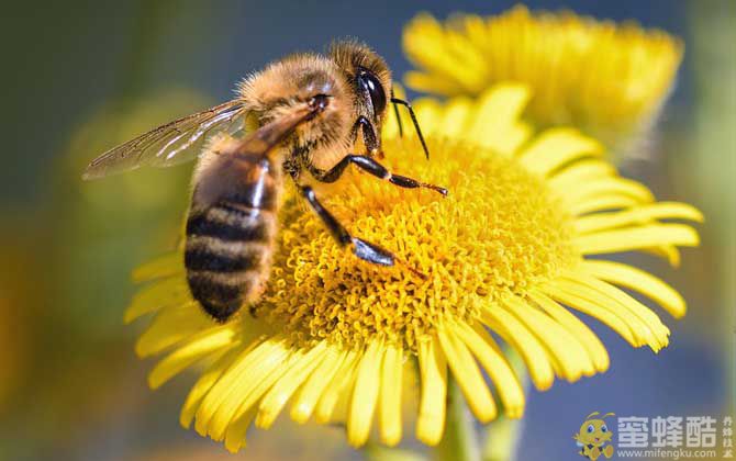 养蜂人为什么都长寿？(图3)
