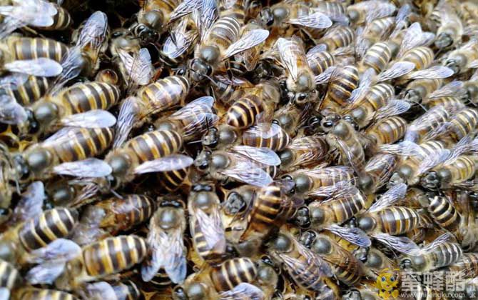 在农村可以养蜜蜂吗？(图1)