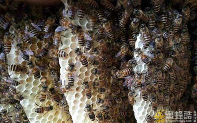 在农村可以养蜜蜂吗？(图2)
