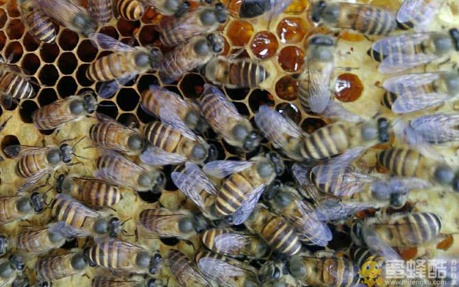 在农村可以养蜜蜂吗？(图3)