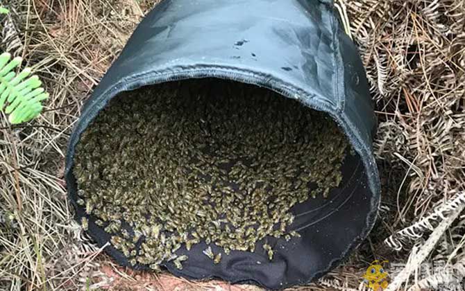 诱蜂桶来了几只蜜蜂进出怎么回事？(图2)