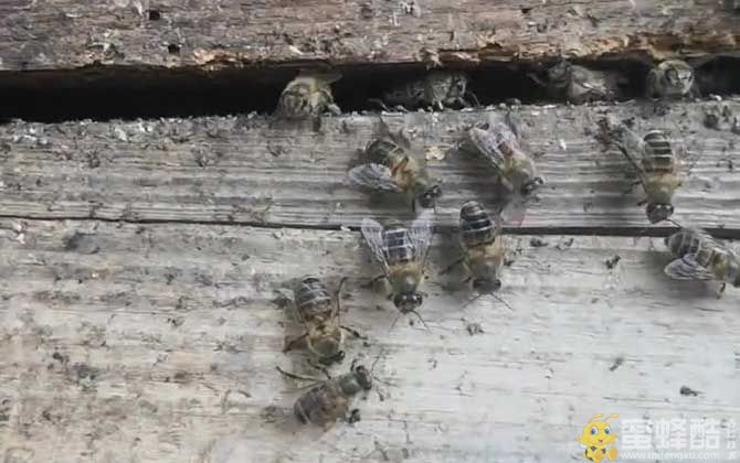 土蜂是什么蜂？(图2)