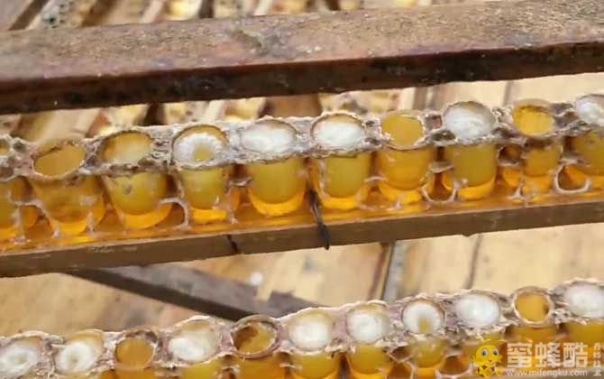 蜂王浆一天吃多少最好？