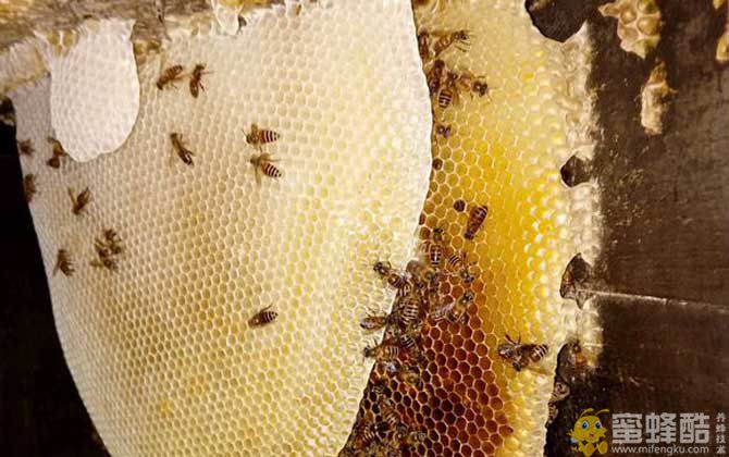 蜂窝对蜜蜂有什么作用？(图1)