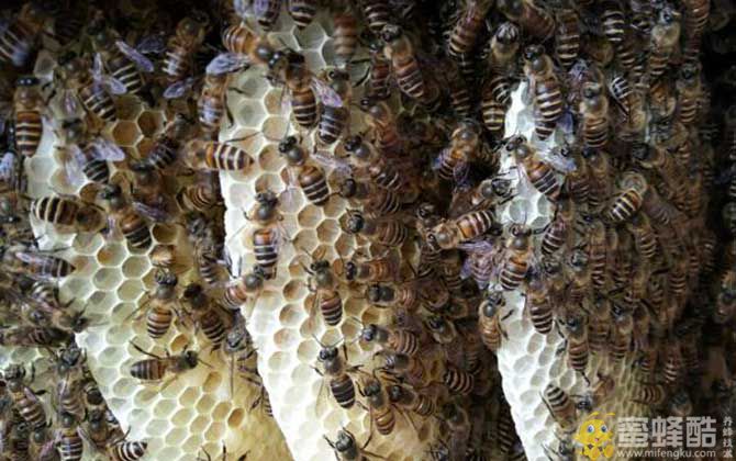 蜂窝对蜜蜂有什么作用？(图2)