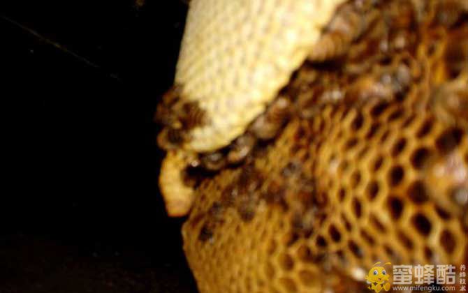 蜂窝对蜜蜂有什么作用？(图4)