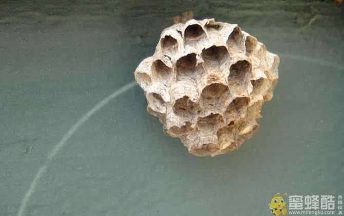 蜂房的功效与作用及禁忌