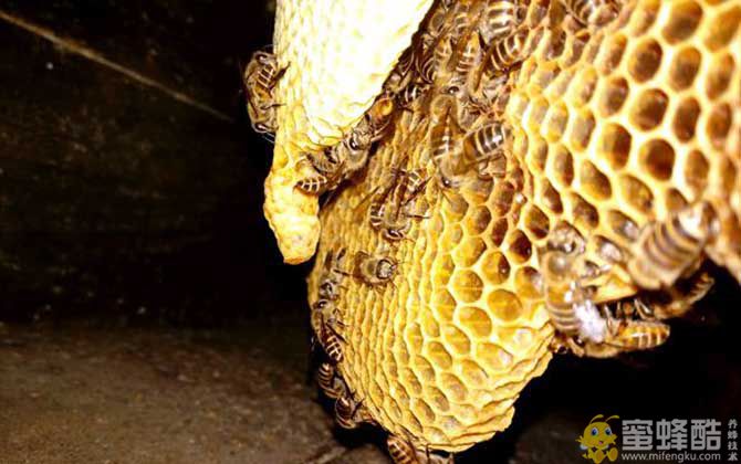 蜜蜂窝中有几种蜂房？(图3)