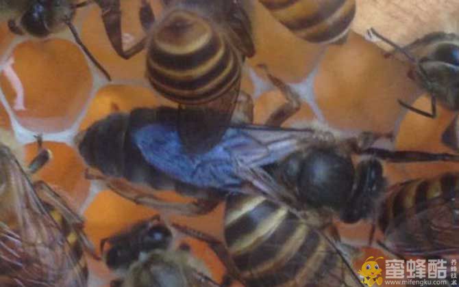 新买的蜂王怎么放入群蜂？