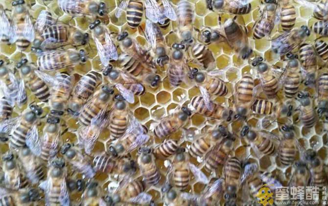 新手如何快速给蜜蜂换新蜂王方法(图1)