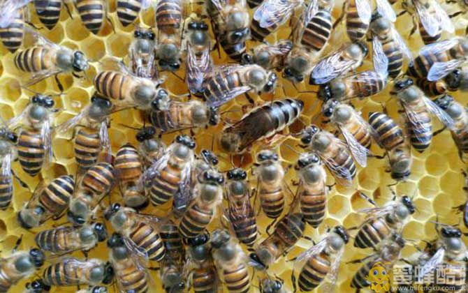 蜜蜂春季养殖管理技术