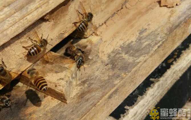 养蜜蜂怎么防止壁虎？(图1)