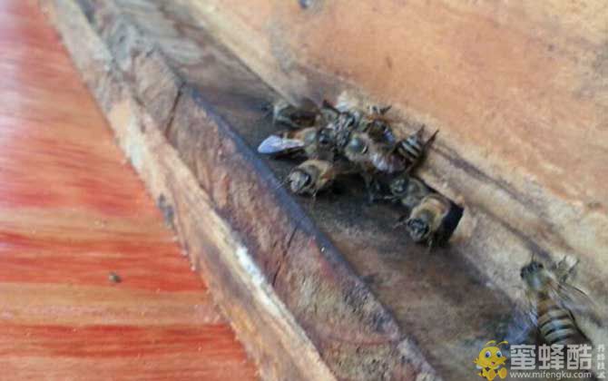 养蜜蜂怎么防止壁虎？(图2)