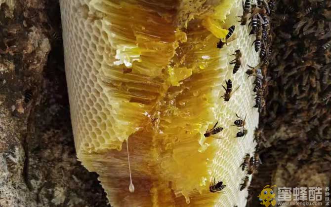 岩蜂蜜怎么辨别真假？(图4)
