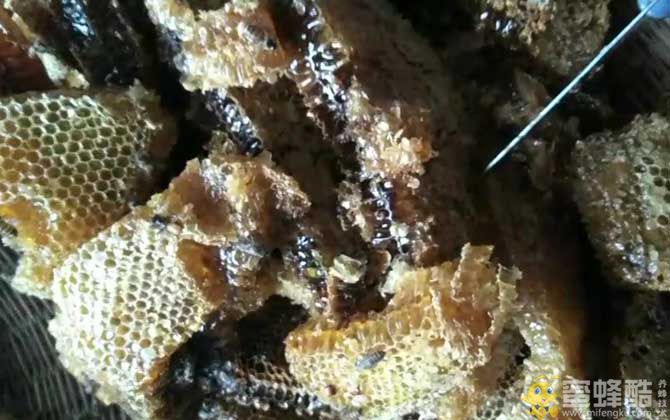 土蜂蜜的功效与作用及禁忌人群