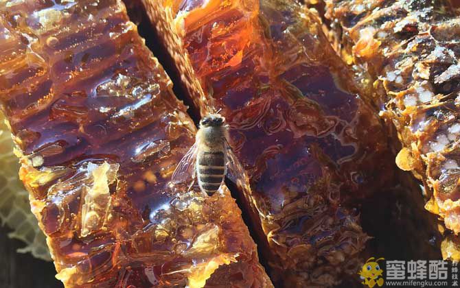 网上能买到真的蜂巢蜜吗？