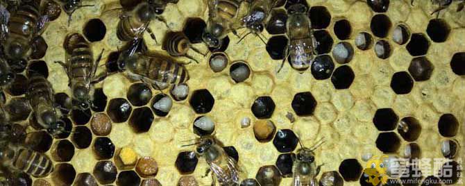 石灰治中蜂囊状幼虫病有效吗？(图1)