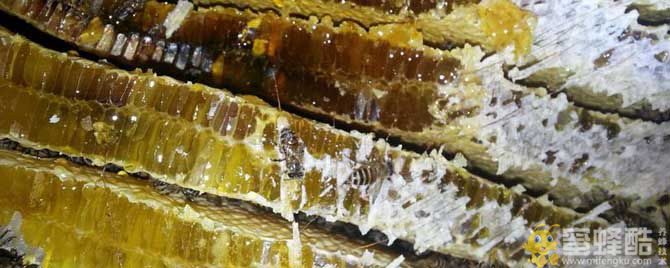 新鲜的蜂蜜可以放多久？(图1)