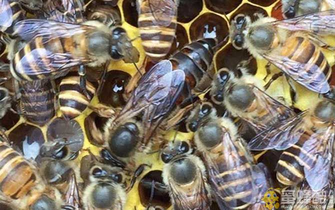 购买蜜蜂多少钱一箱？蜜蜂品种不同，一箱蜜蜂的价格也不同！(图1)