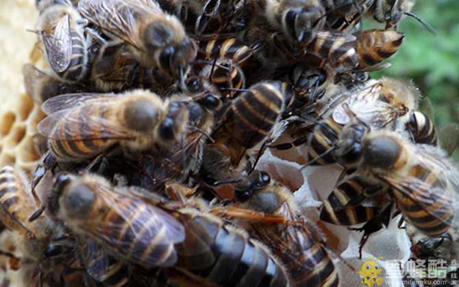 购买蜜蜂多少钱一箱？蜜蜂品种不同，一箱蜜蜂的价格也不同！(图2)
