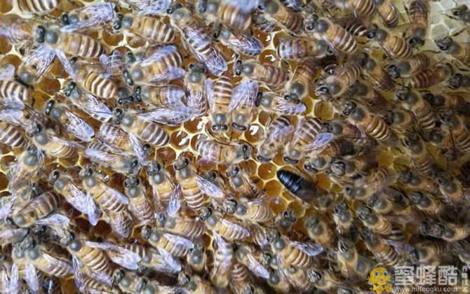 购买蜜蜂多少钱一箱？蜜蜂品种不同，一箱蜜蜂的价格也不同！(图4)