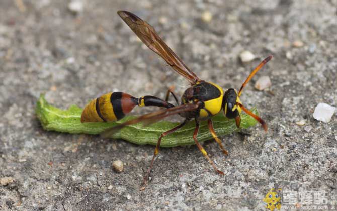 蜾蠃是什么昆虫？俗称细腰蜂，古人也将其称作“螟蛉虫”！(图1)