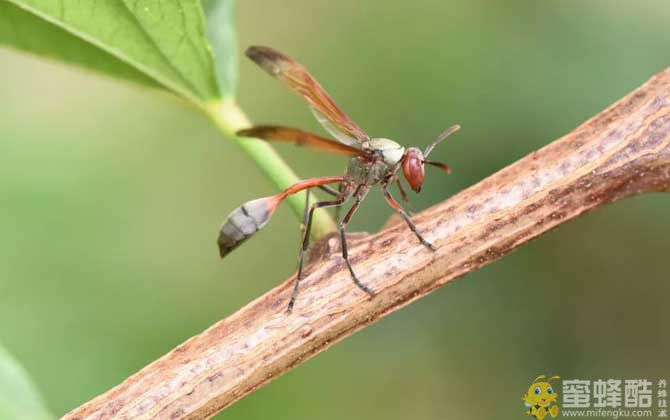 蜾蠃是什么昆虫？俗称细腰蜂，古人也将其称作“螟蛉虫”！(图2)