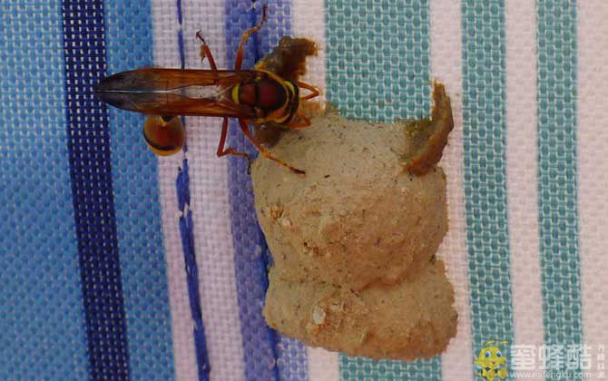 蜾蠃是什么昆虫？俗称细腰蜂，古人也将其称作“螟蛉虫”！(图4)
