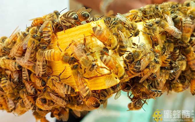 蜜蜂有几种类型的蜂？有三种蜂型，分别是蜂王、工蜂和雄蜂！(图3)