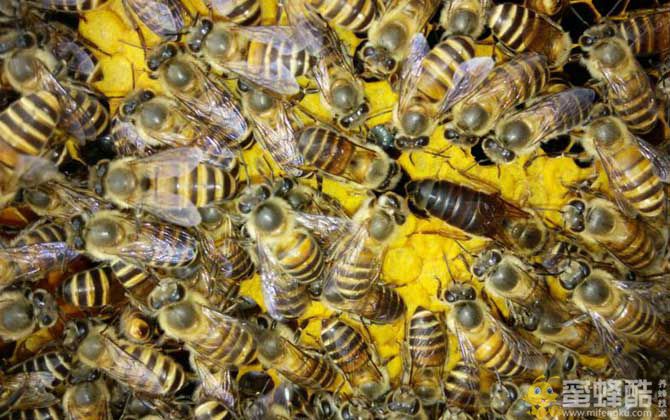 蜜蜂有几种类型的蜂？有三种蜂型，分别是蜂王、工蜂和雄蜂！(图2)