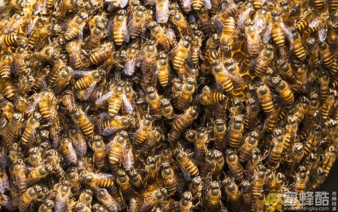 蜜蜂有几种类型的蜂？有三种蜂型，分别是蜂王、工蜂和雄蜂！(图5)