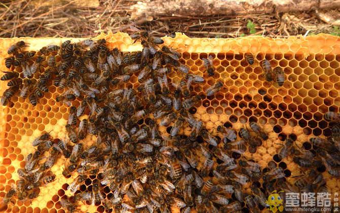 蜜蜂有几种类型的蜂？有三种蜂型，分别是蜂王、工蜂和雄蜂！
