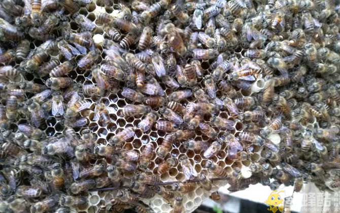 中蜂几天检查一次蜂群？(图2)