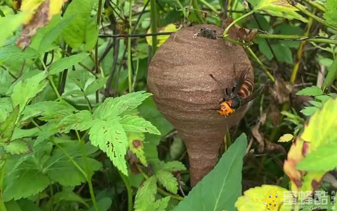 金环胡蜂什么时候开始筑巢？(图3)