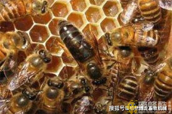  引诱蜜蜂最快的5种方法 快速招引蜜蜂的小妙招(图5)