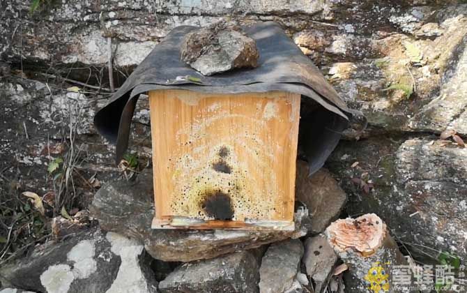 养蜂人：诱蜂时间决定怎样引诱蜜蜂到蜂箱里？