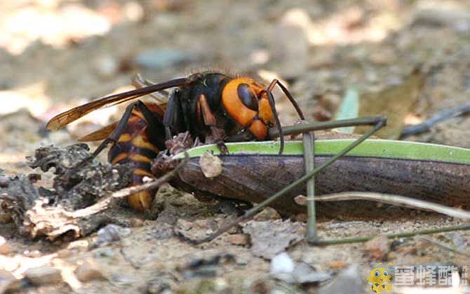 代表蜂种：牛角蜂毒性大吗？被牛角蜂蛰了能自愈吗(图3)