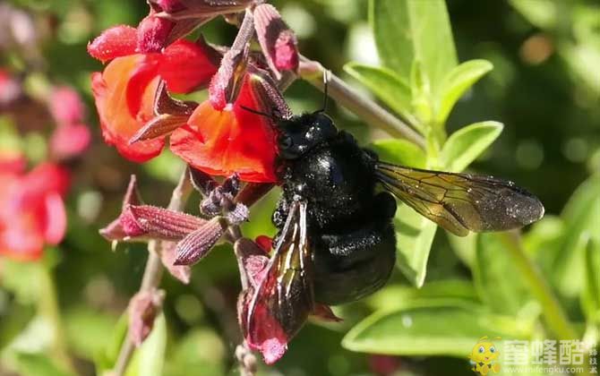 竹蜂图片：竹蜂的毒性有多大？