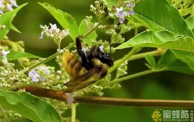 中华木蜂是什么蜂？分布范围和生活习性(图2)