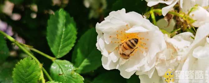 蜂王/工蜂/雄蜂：蜜蜂能活多久和多少天？(图1)