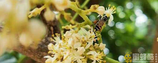 蜜蜂品种：黑小蜜蜂是什么蜂？(图1)