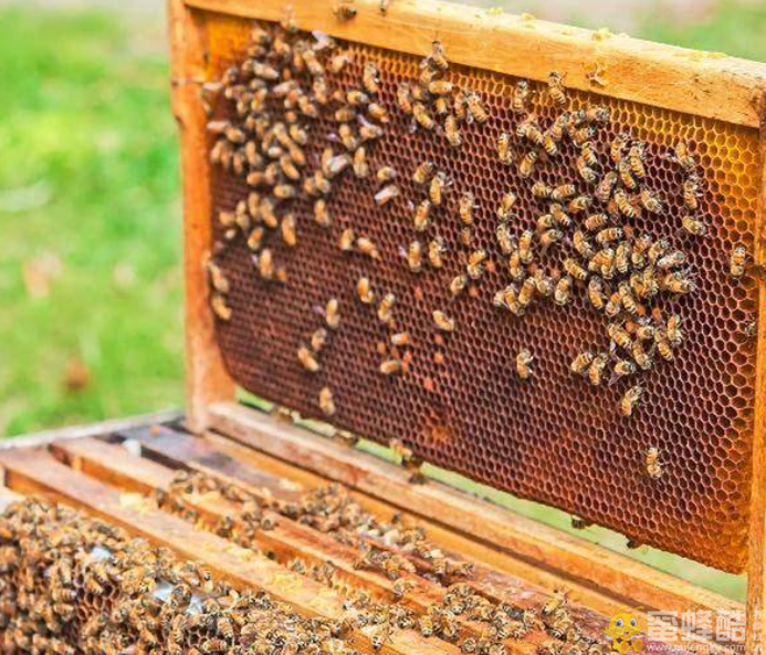 没有子脾的蜜蜂怎么养？蜂脾的养殖方法和技术(图1)