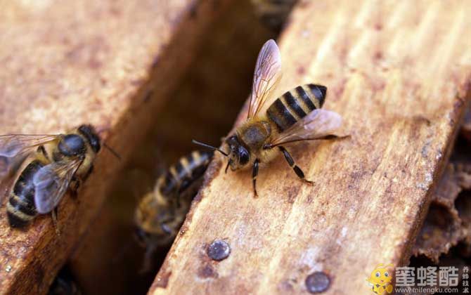 蜜蜂养殖是什么行业？有没有发展前景(图1)
