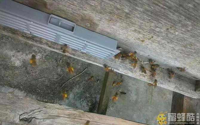 蜜蜂拖出幼蜂原因如何治疗？初春幼蜂爬出箱外死亡是什么原因？