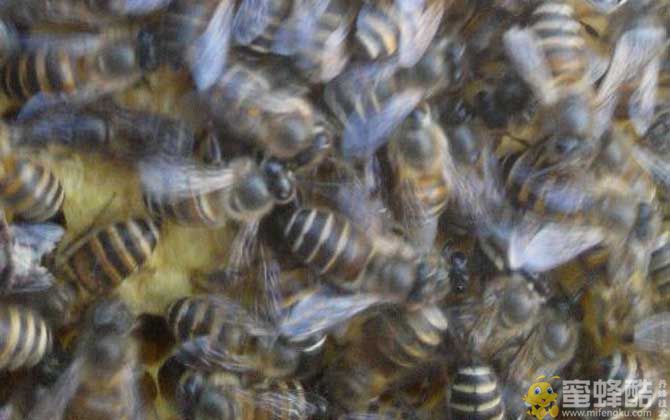 养蜜蜂一年能赚多少钱？取决于气候,蜂种,养殖技术等因素！