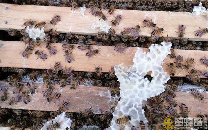 中华蜜蜂是国家几级保护动物？中蜂什么品种最好