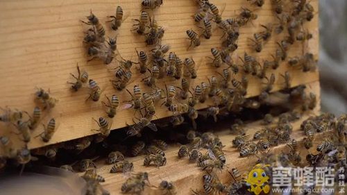 蜜蜂天敌有哪几种？怎样防治蜜蜂的天敌？(图1)