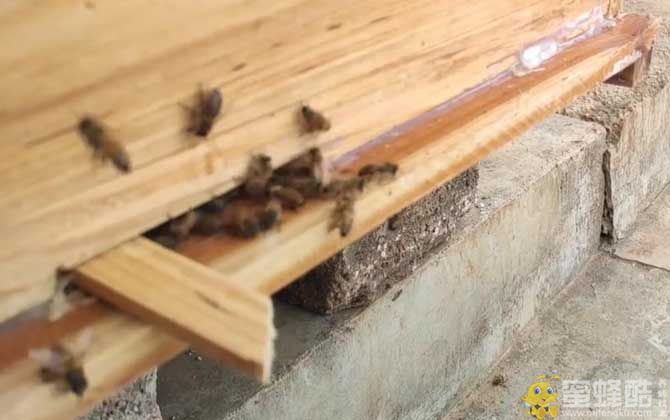 意蜂脾能繁殖中蜂吗?意蜂脾和中蜂脾有什么区别